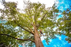 Best Tree Maintenance Programs  in Needville, TX